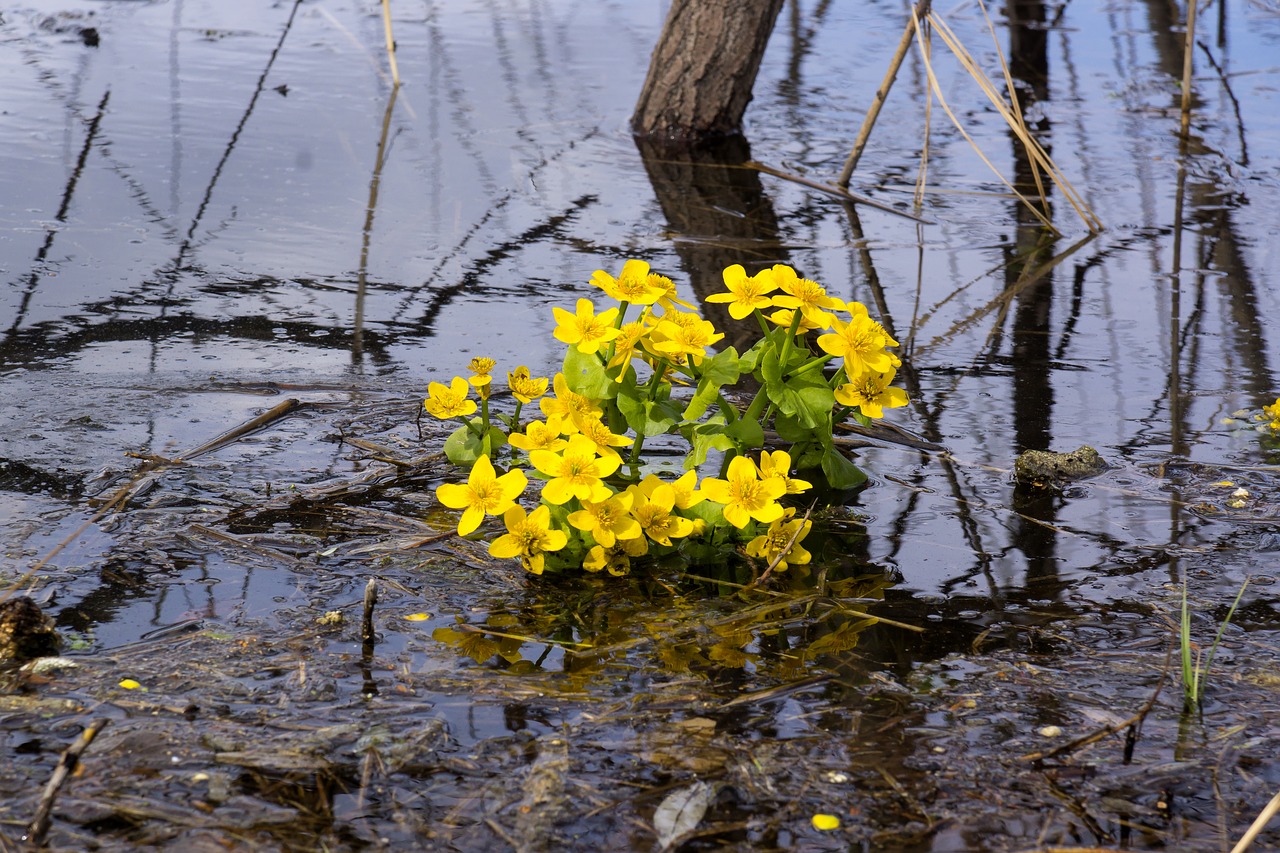 Buttercups Water, Geltona, Gėlės, Augalas, Iš Arti, Žydėti, Pavasaris, Graži Gėlė, Pelkė Gėlė, Siberija