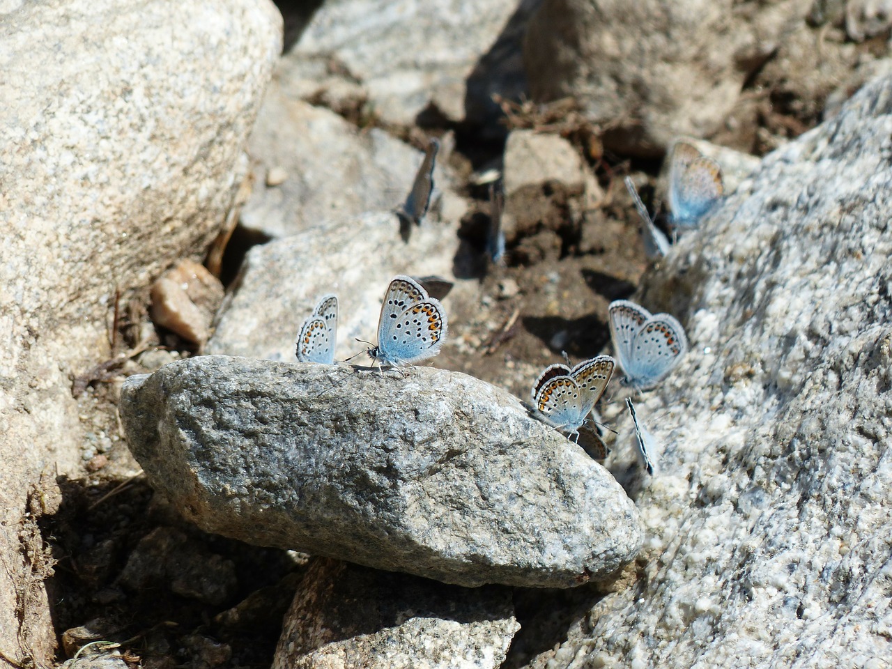 Drugeliai, Raganos Mėlyna, Polyommatus Icarus, Lycaenidae, Bendras Blauzis, Mėlynas, Mėlynas Atspalvis, Sparnas, Vabzdys, Nemokamos Nuotraukos