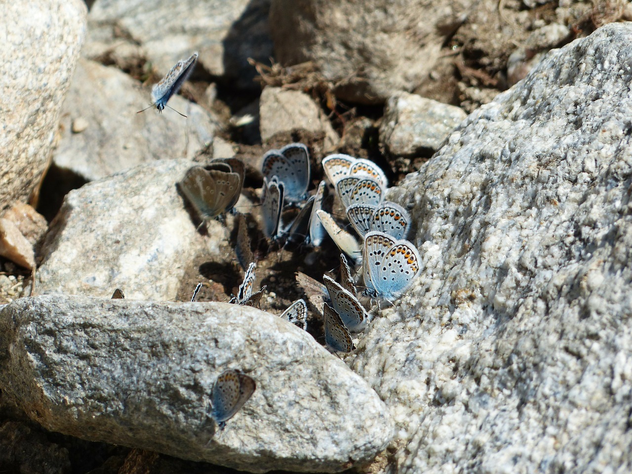 Drugeliai, Raganos Mėlyna, Polyommatus Icarus, Paprasta Mėlyna, Lycaenidae, Bendras Blauzis, Mėlynas, Mėlynas Atspalvis, Sparnas, Nemokamos Nuotraukos