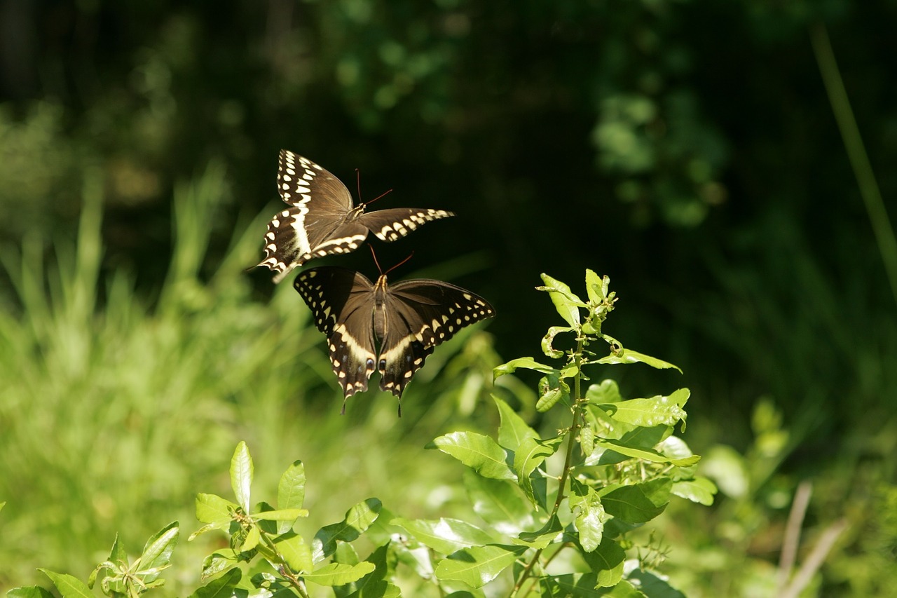 Drugeliai, Swallowtail, Gėlė, Laukinė Gamta, Gamta, Makro, Vaizdingas, Juoda, Balta, Dėmės