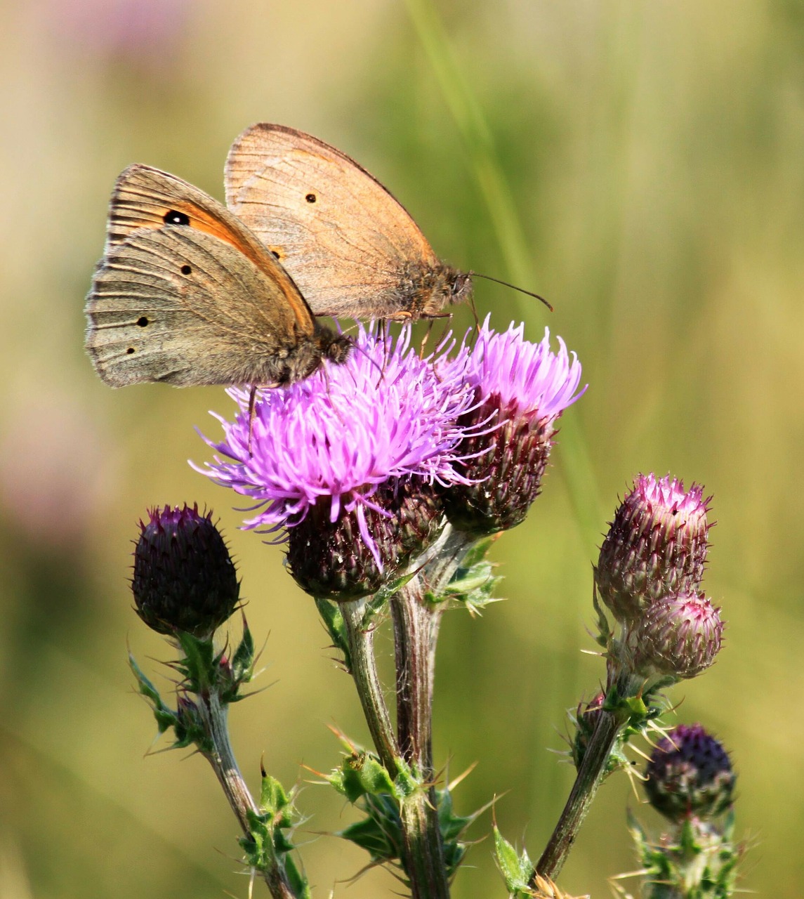 Drugeliai, Drugelis, Ochsenaugen, Gyvūnas, Vabzdys, Uždaryti, Makro, Padaras, Sparnas, Fauna