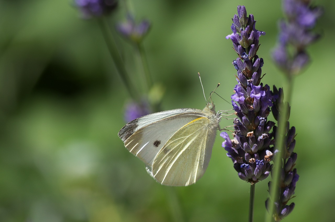 Drugelis, Levanda, Augalas, Gėlės, Uždaryti, Sodas, Violetinė, Gyvūnas, Žalias, Gyvūnų Pasaulis