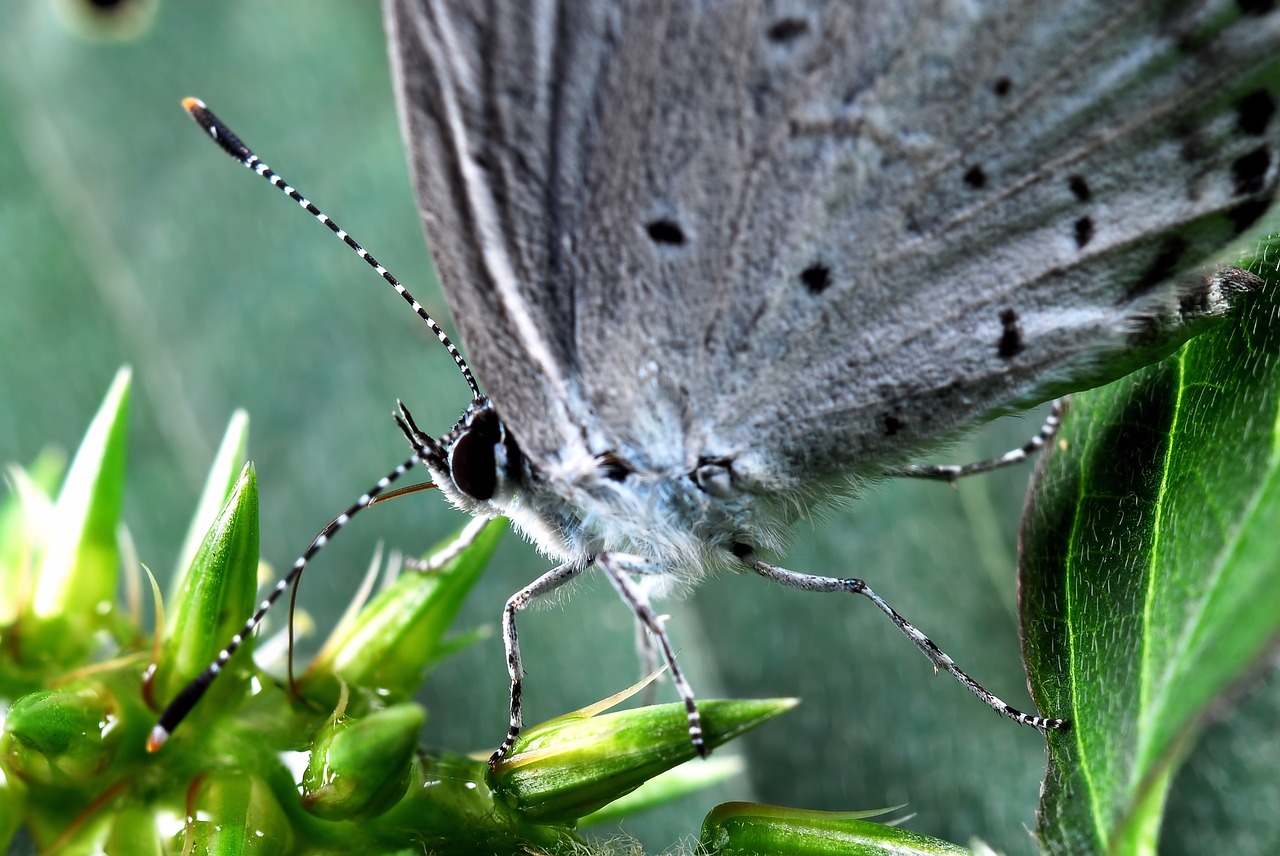 Drugelis, Gėlės, Prispausti, Makro, Nemokamos Nuotraukos,  Nemokama Licenzija