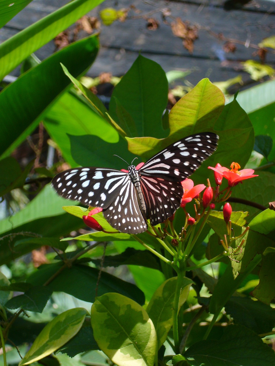 Drugelis, Gėlės, Vabzdys, Lapai, Žalias, Uždaryti, Gamta, Spalvinga, Fauna, Tailandas