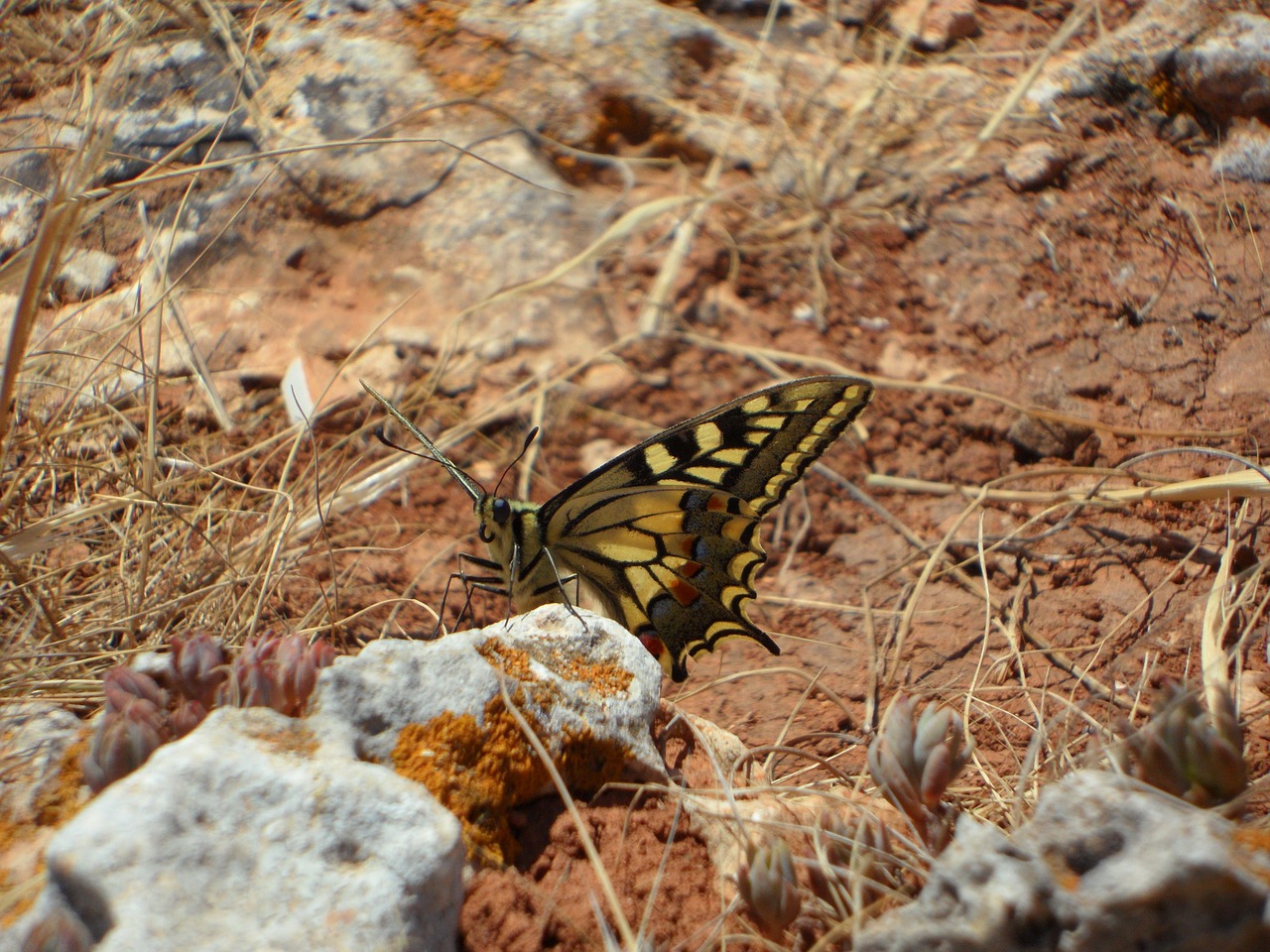 Drugelis, Derinti, Vabzdys, Gyvūnas, Sėdėti, Fauna, Nemokamos Nuotraukos,  Nemokama Licenzija