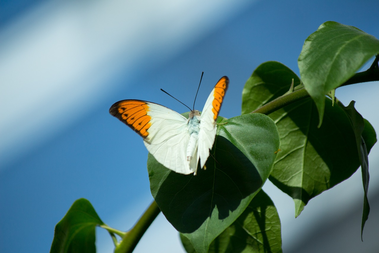 Drugelis, Gamta, Sparnai, Vabzdys, Sodas, Natūralus, Fauna, Ramus, Biologija, Nemokamos Nuotraukos