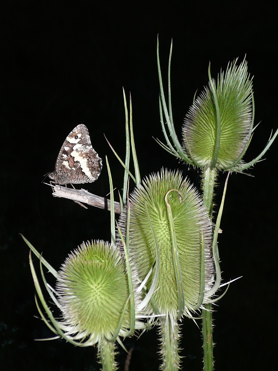 Drugelis, Maurų Karalius, Darzelis, Drakonas, Kanetis Circe, Brintesia Circe, Augalas, Nemokamos Nuotraukos,  Nemokama Licenzija