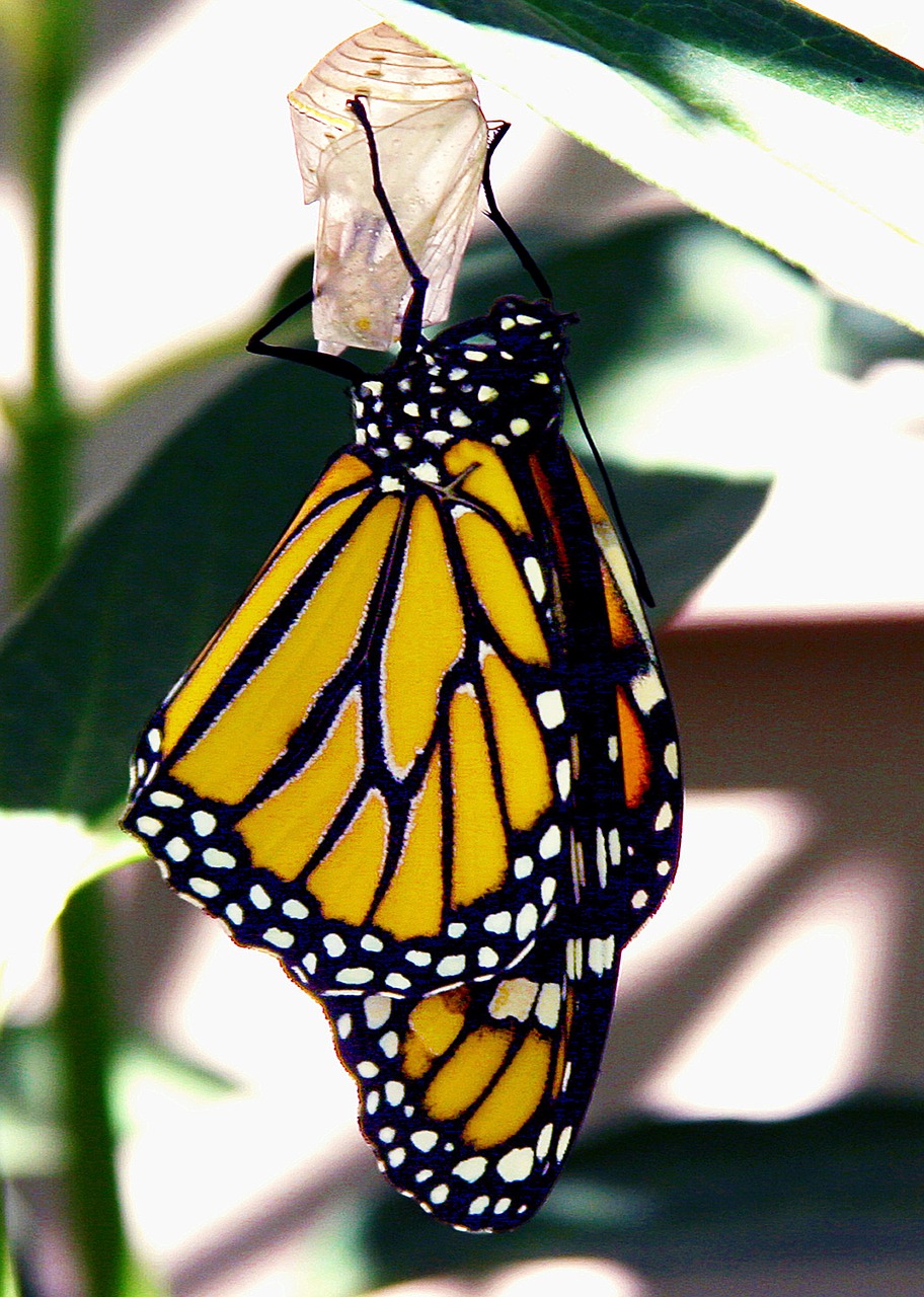 Drugelis, Monarchas, Monarcho Drugelis, Gamta, Gyvūnas, Nemokamos Nuotraukos,  Nemokama Licenzija