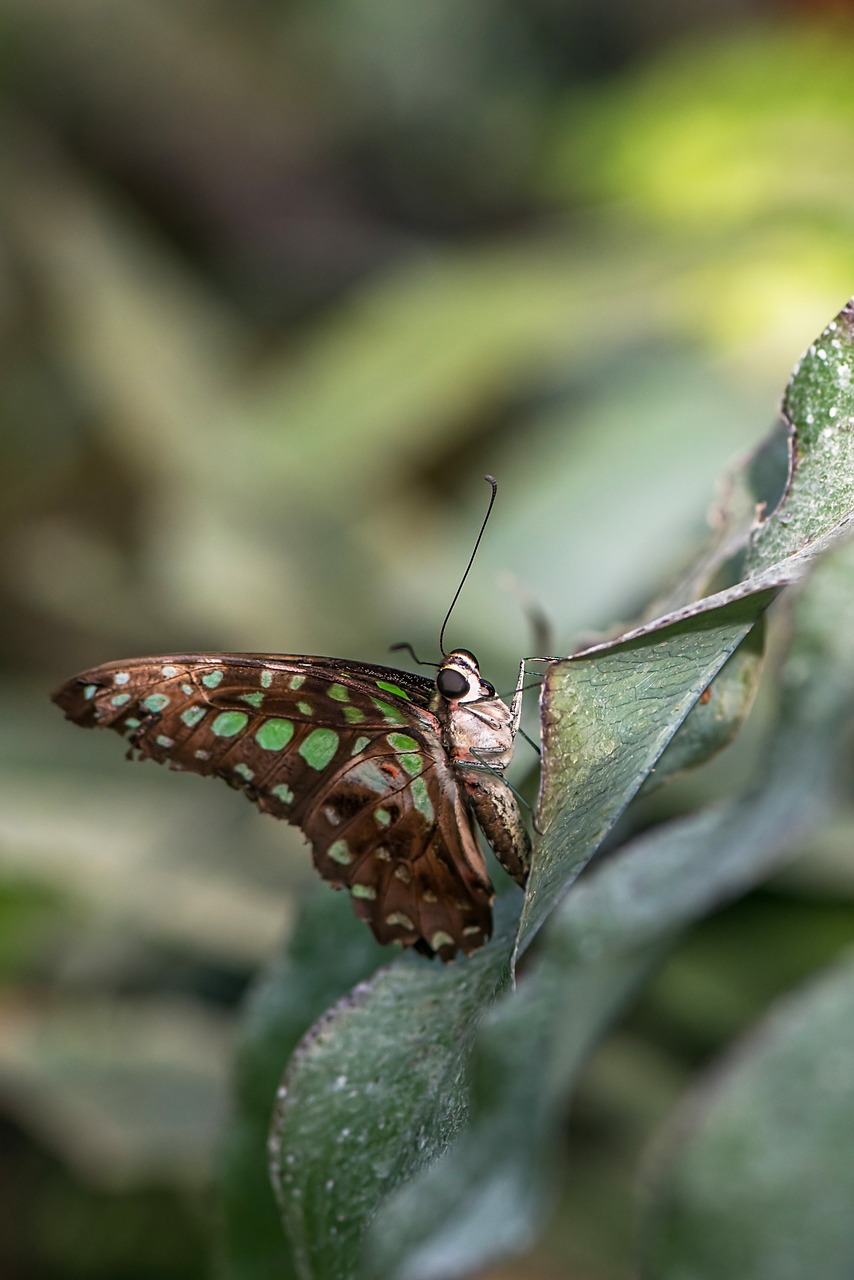 Drugelis, Swallowtails Jay, Grafium Agamemnon, Žalios Dėmės, Lepidoptera, Papilionidae, Asija, Nemokamos Nuotraukos,  Nemokama Licenzija