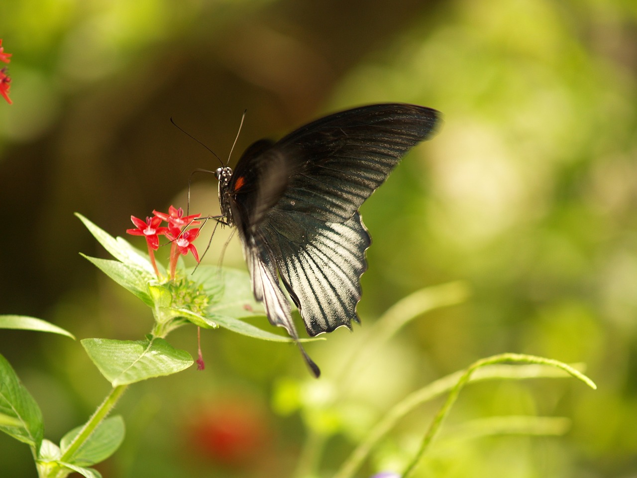 Drugelis, Drugelis Pasaulis, Florida, Laukinė Gamta, Gamta, Natūralus, Sodai, Spalvinga, Lauke, Swallowtail