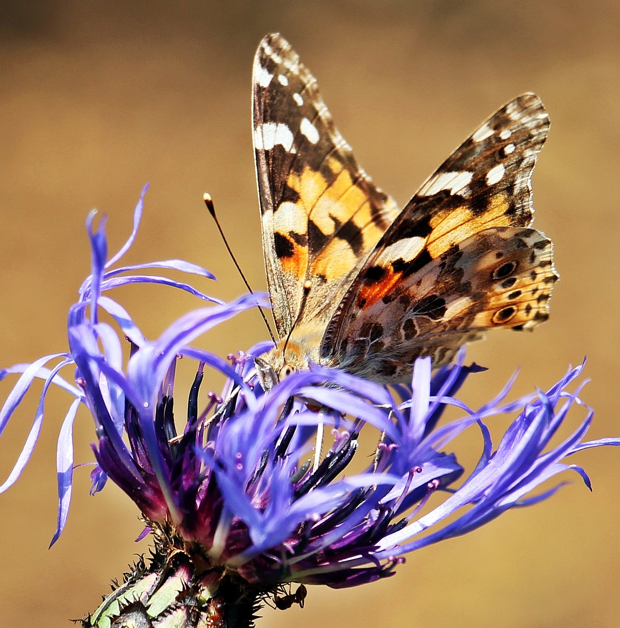 Drugelis, Rugiagėlė, Skruzdėlės, Gamta, Vabzdys, Kenkėjai, Sriegis, Spalvinga, Flora, Fauna