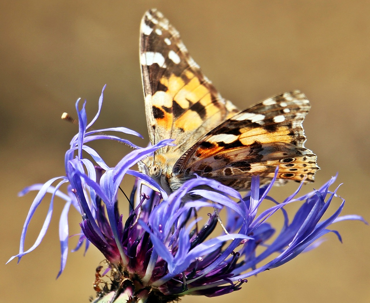 Drugelis, Rugiagėlė, Skruzdėlės, Gamta, Vabzdys, Kenkėjai, Sriegis, Spalvinga, Flora, Fauna