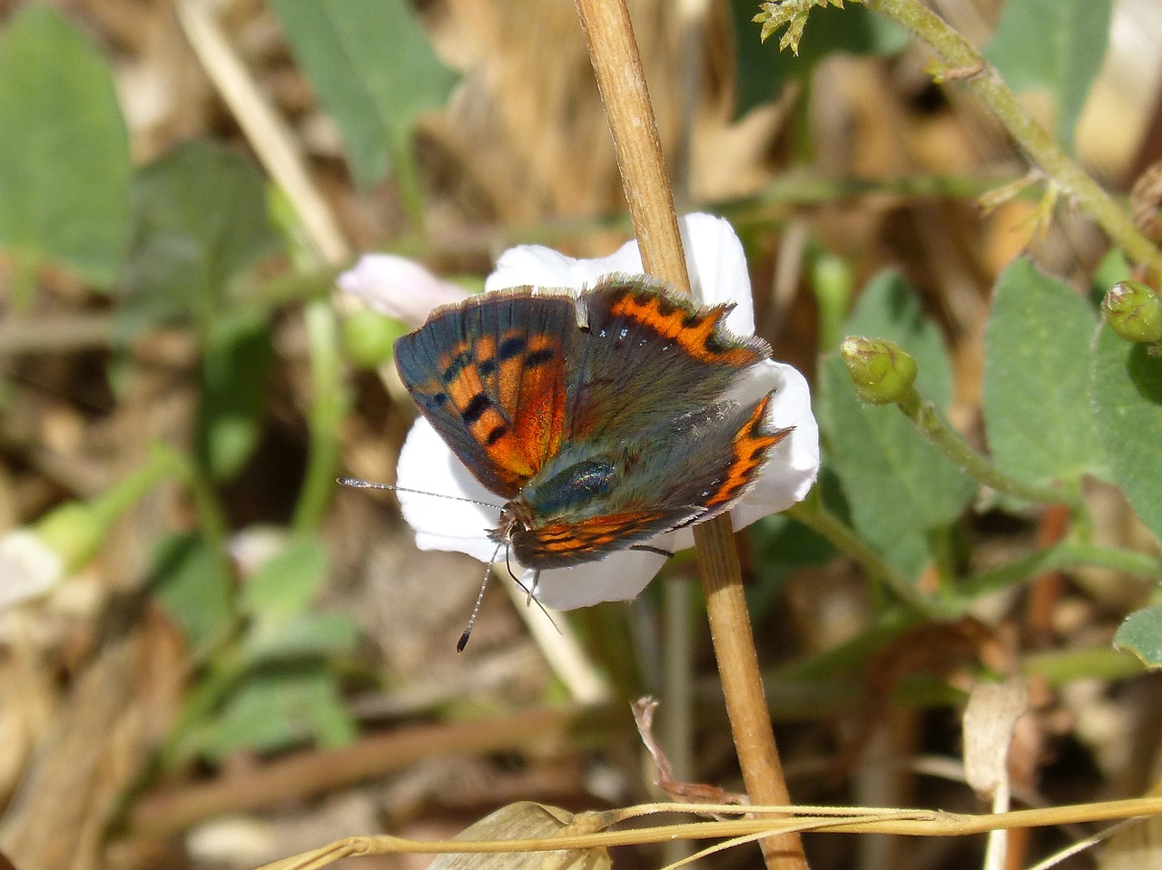 Drugelis, Lycaena Phlaeas, Bicolor Mantija, Coure Comú, Nemokamos Nuotraukos,  Nemokama Licenzija