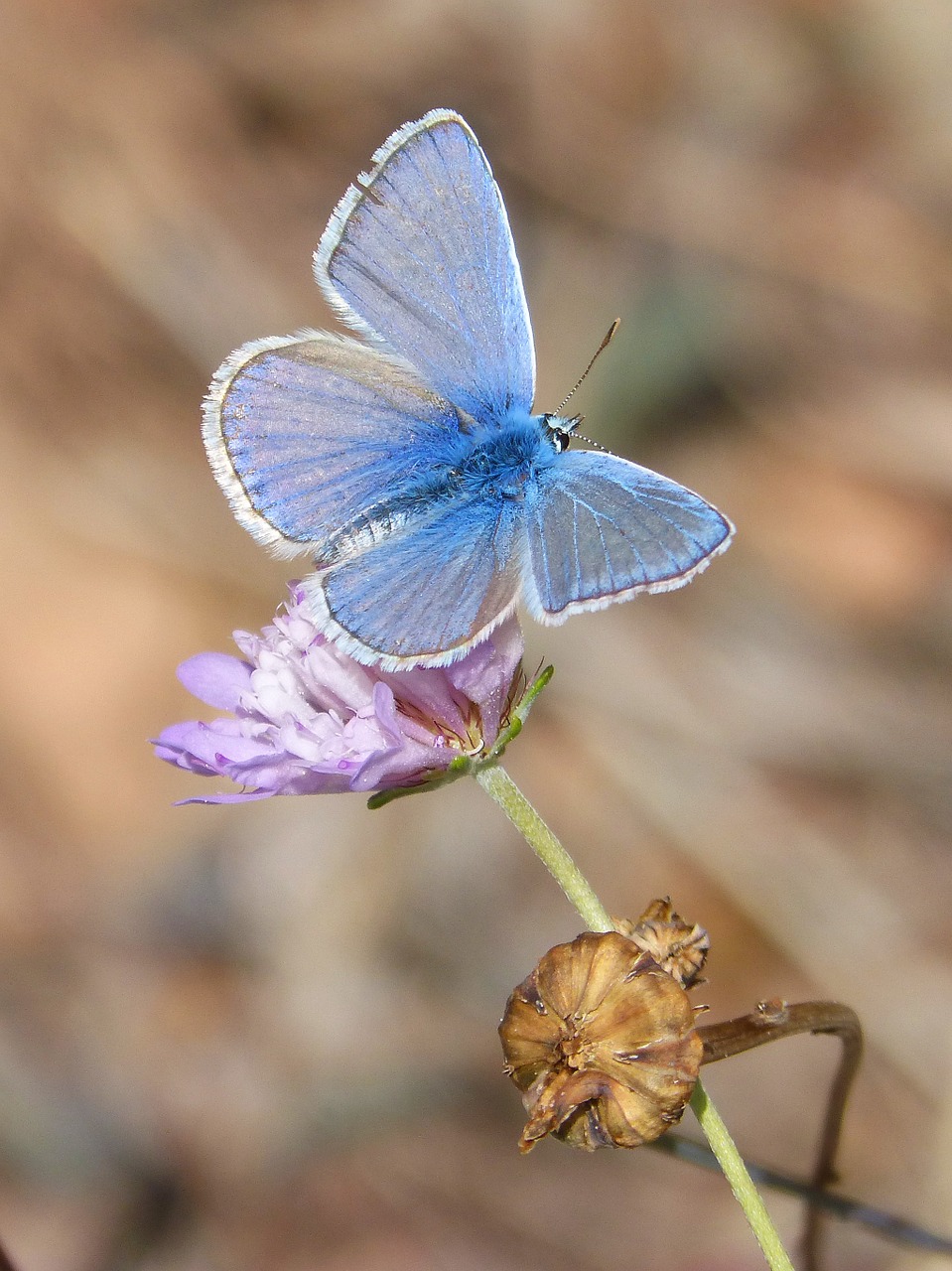 Drugelis, Polyommatus Icarus, Mėlynas Drugelis, Libar, Laukinė Gėlė, Blavetos Bendruomenė, Nemokamos Nuotraukos,  Nemokama Licenzija