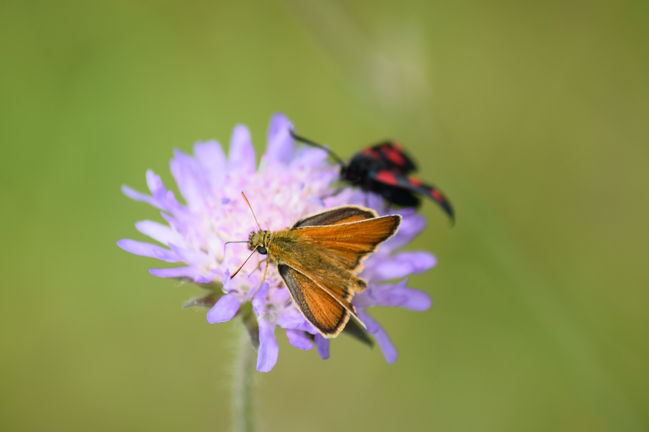 Drugelis, Gėlė, Vabzdys, Spalvinga, Vasara, Wildflower, Augalas, Nemokamos Nuotraukos,  Nemokama Licenzija