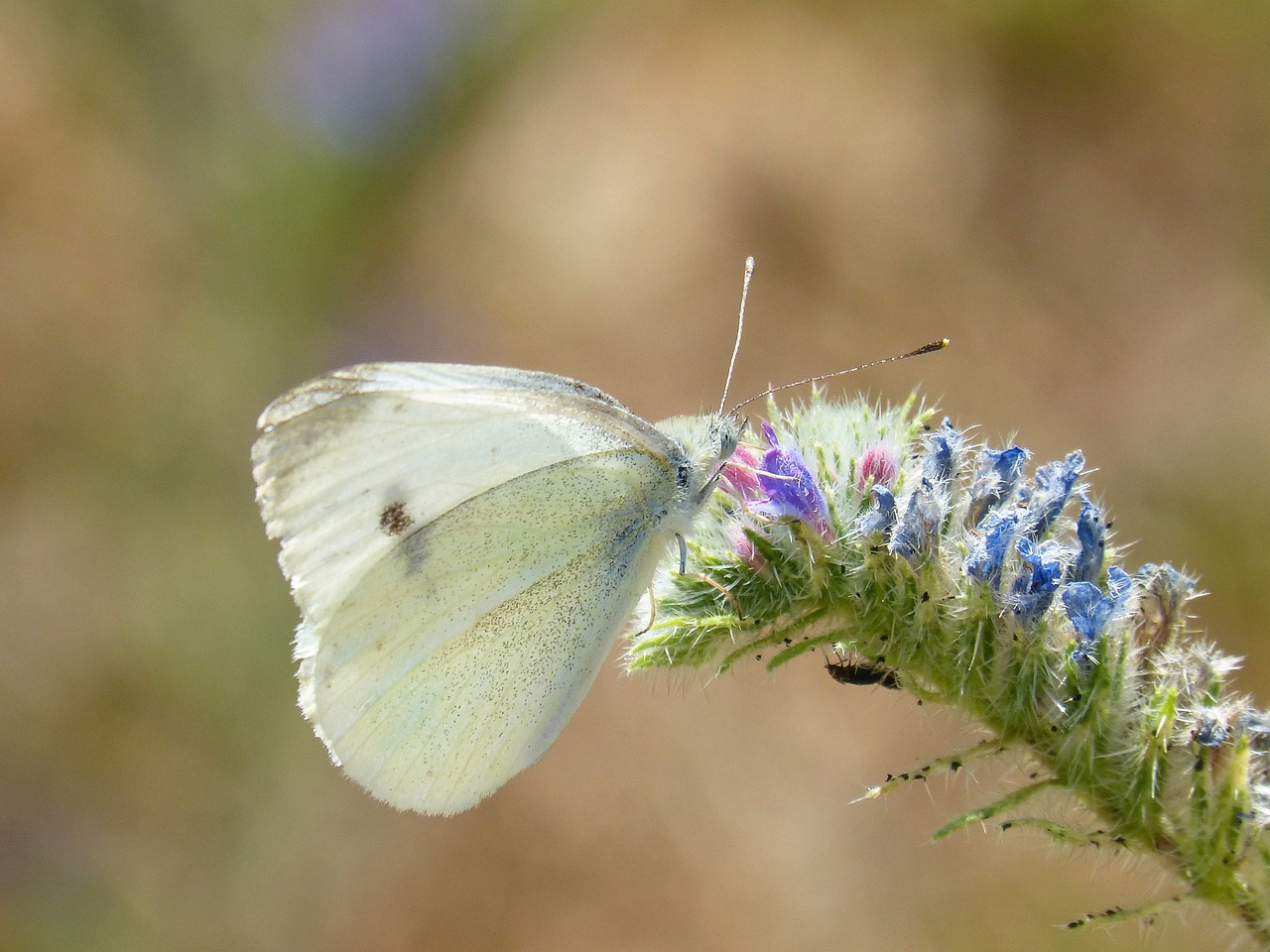 Drugelis, Blanqueta Kopūstai, Libar, Pieris Rapae, Kopūstų Drugelis, Laukinė Gėlė, Nemokamos Nuotraukos,  Nemokama Licenzija