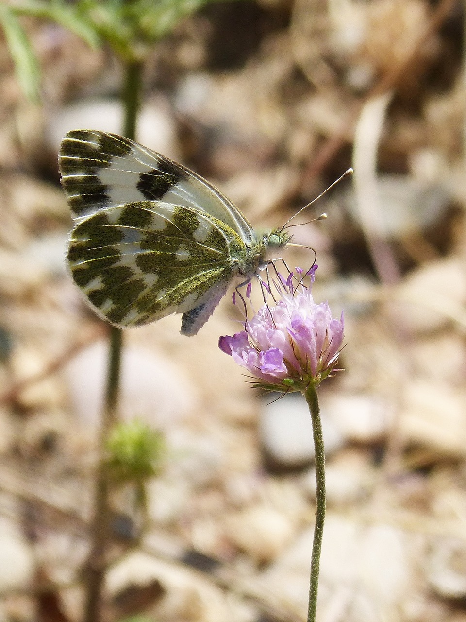 Drugelis, Pontia Daplidice, Pontia, Blanquiverdosa, Laukinė Gėlė, Libar, Nemokamos Nuotraukos,  Nemokama Licenzija