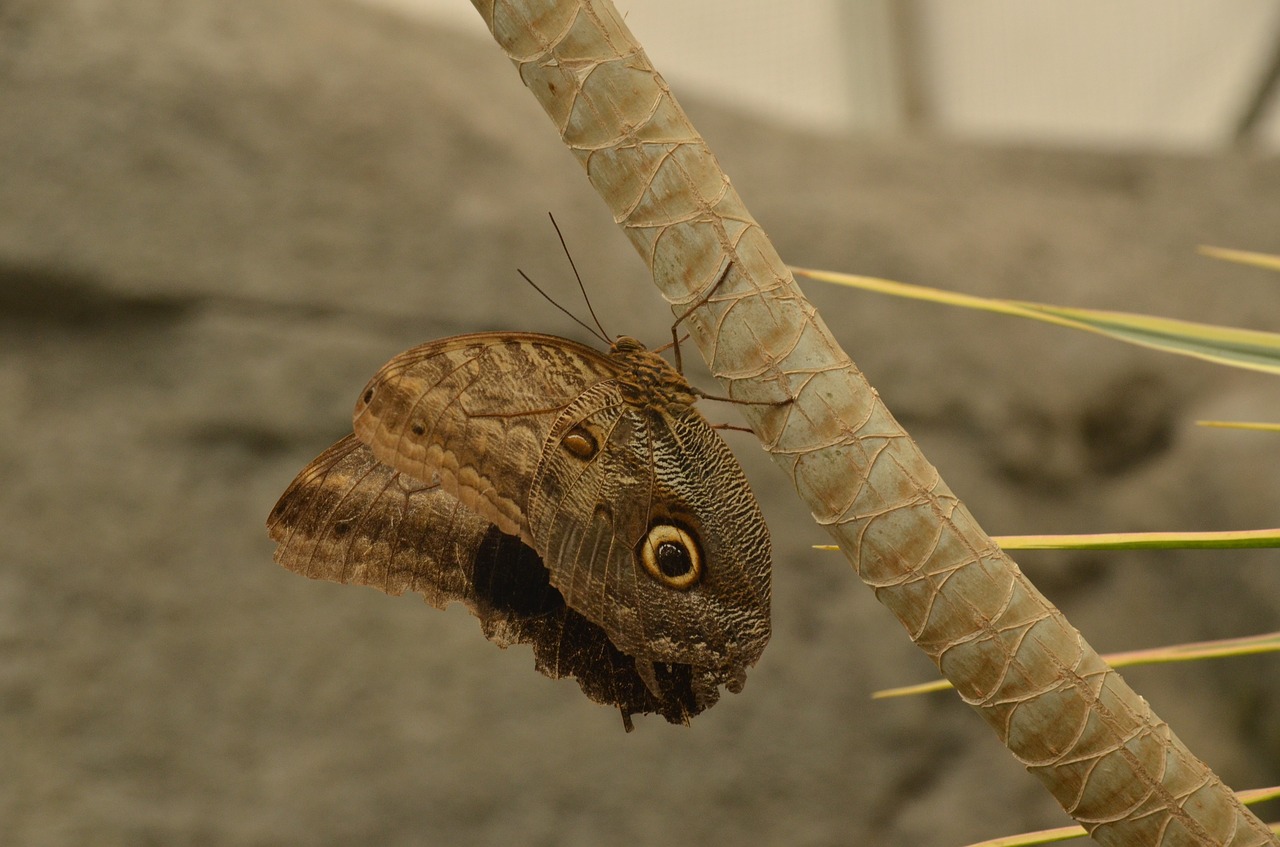 Drugelis, Morpho Peleides, Ruda, Klaida, Gamta, Nemokamos Nuotraukos,  Nemokama Licenzija