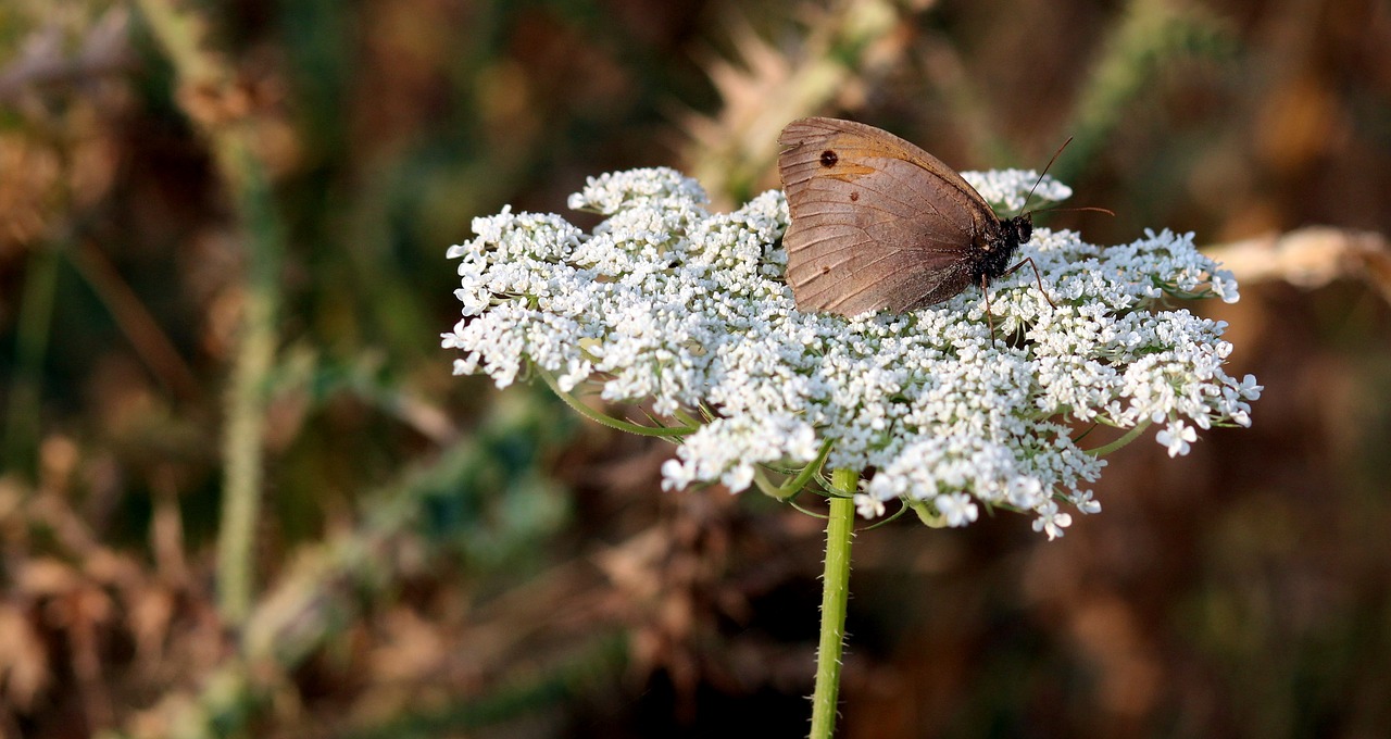 Drugelis, Gėlė, Ruda, Insekta, Gamta, Nemokamos Nuotraukos,  Nemokama Licenzija