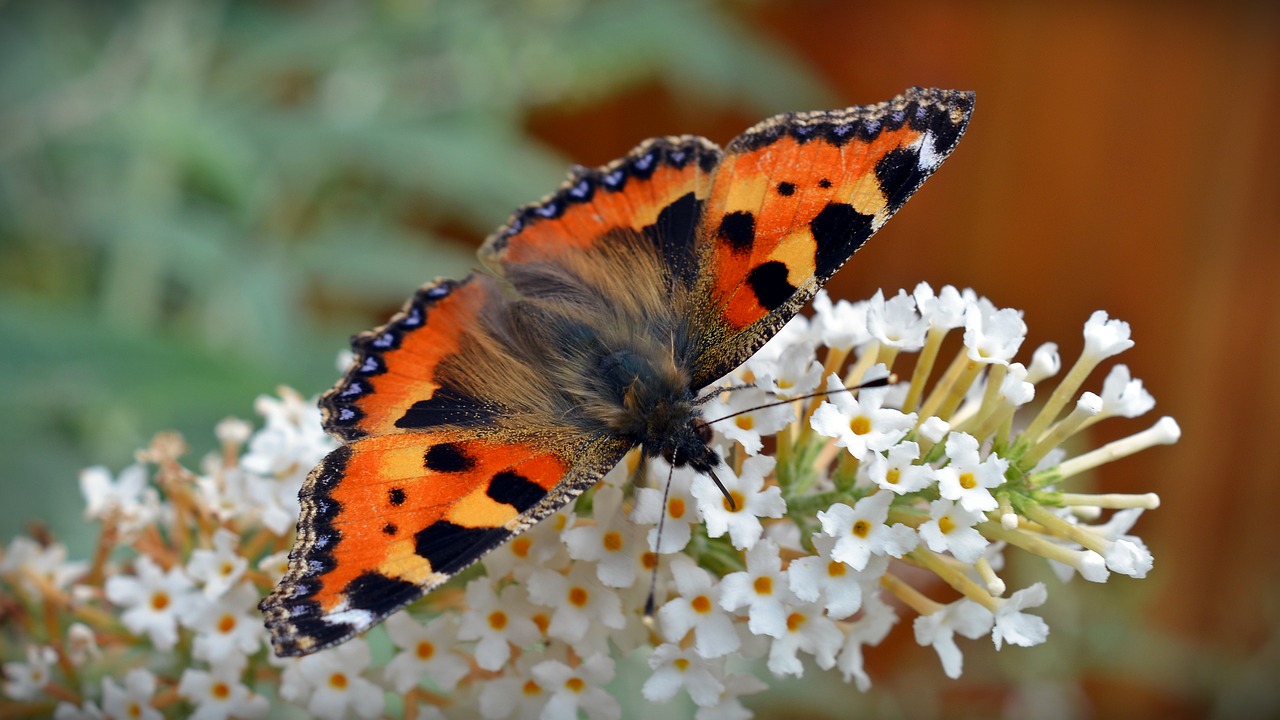 Drugelis, Maža Lapė, Aglais Urticae, Dilgėlių Drugelis, Nektaras, Vabzdys, Fauna, Sodas, Spalva, Edelfalter