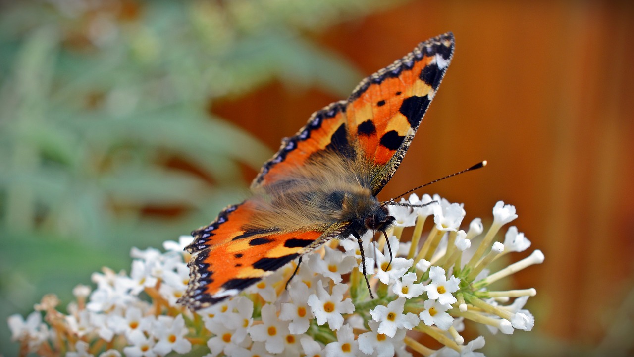 Drugelis, Maža Lapė, Aglais Urticae, Dilgėlių Drugelis, Nektaras, Vabzdys, Fauna, Sodas, Spalva, Edelfalter