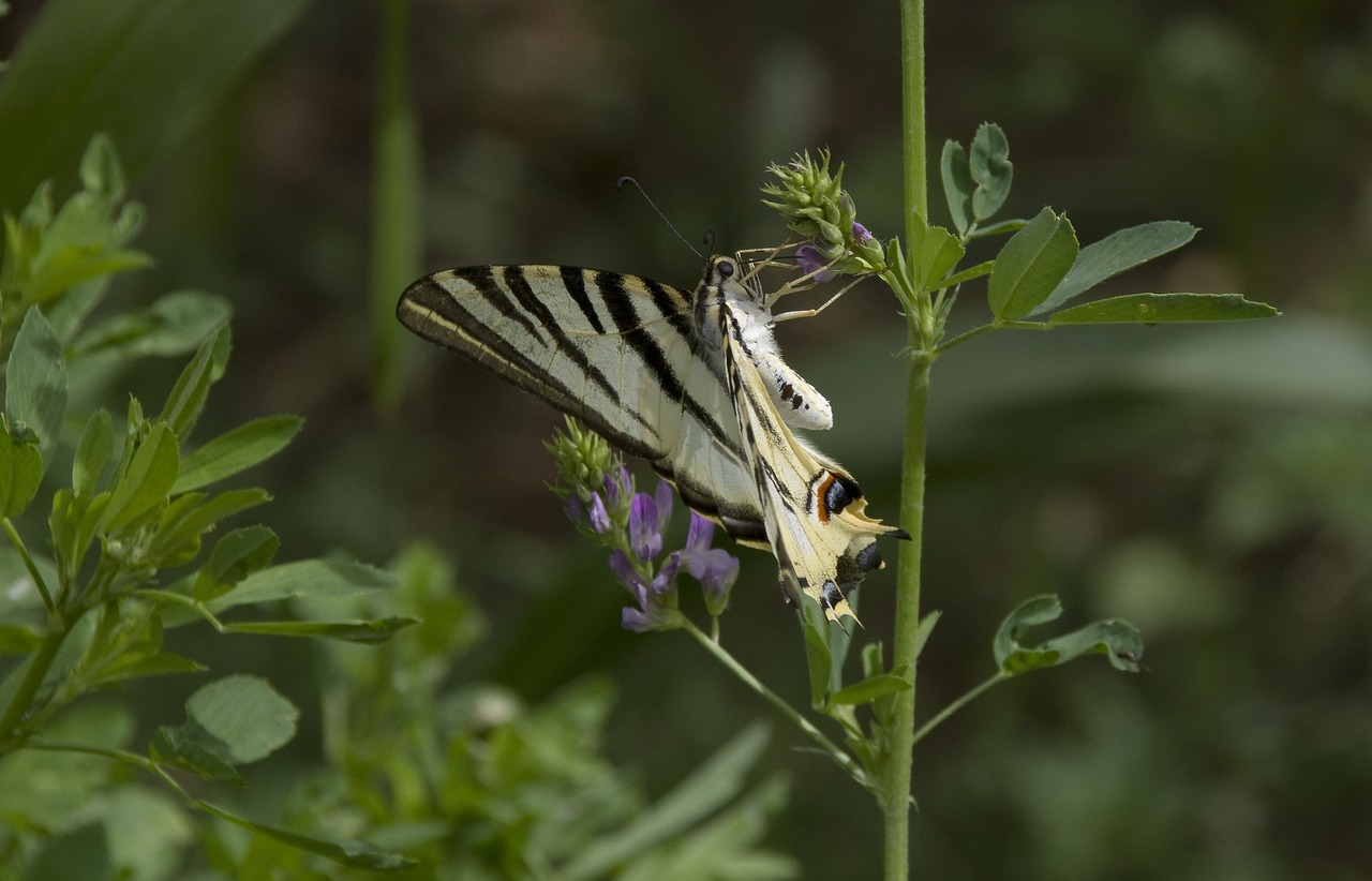 Drugelis, Menkavertis Lazdelė, Marokas, Swallowtail Drugeliai, Nemokamos Nuotraukos,  Nemokama Licenzija