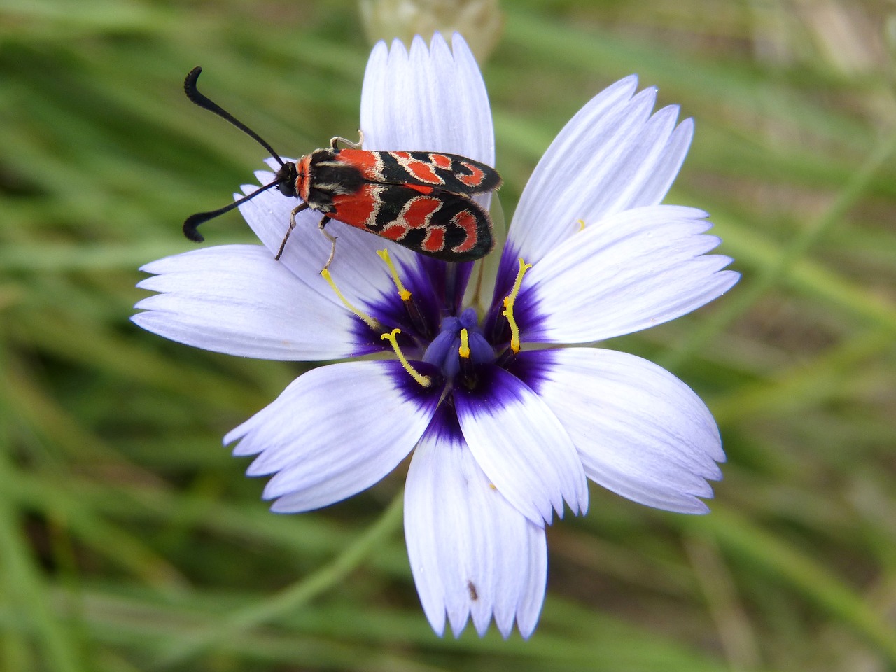 Drugelis, Zygaena Fausta, Čigonų Gėlė, Grožis, Nemokamos Nuotraukos,  Nemokama Licenzija