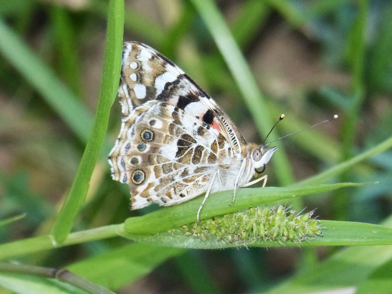 Drugelis, Vanessa Cardui, Vanesa Iš Barzdos, Lepidopteran, Išsamiai, Nemokamos Nuotraukos,  Nemokama Licenzija