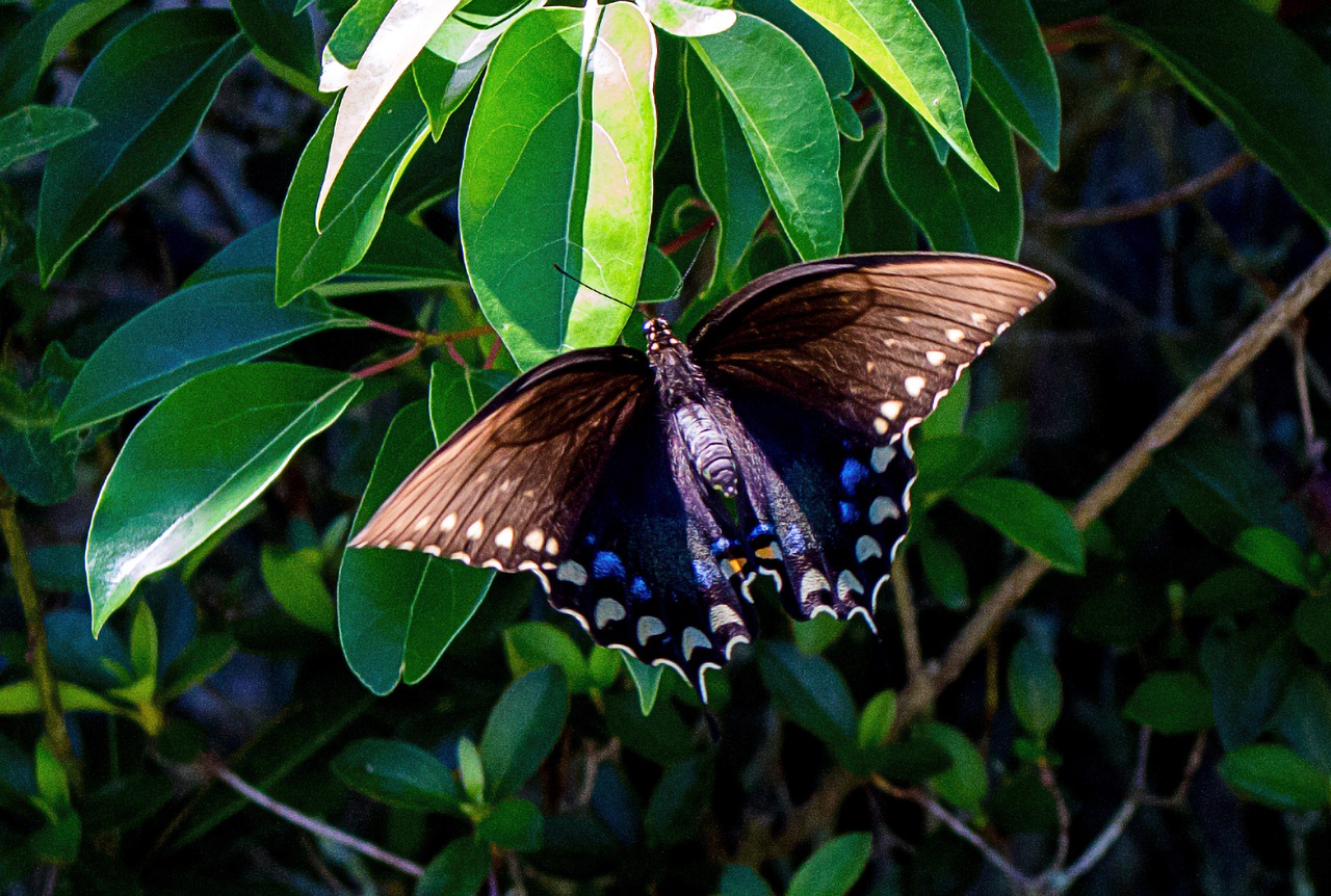 Drugelis, Papilio Machaon, Drugelio Karalienė, Machaon, Sparnas, Karalienės Drugelis, Nemokamos Nuotraukos,  Nemokama Licenzija