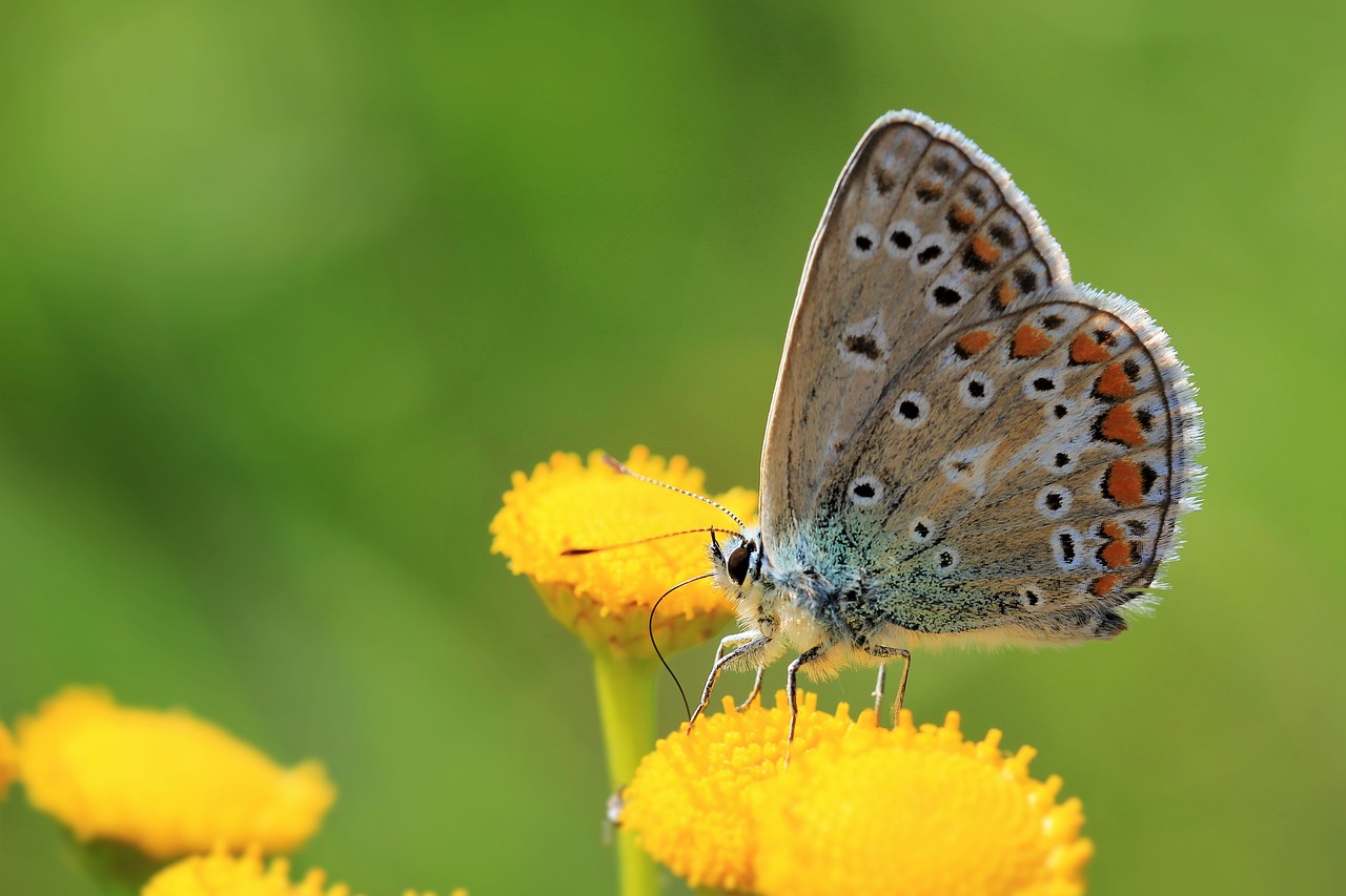 Drugelis, Gėlė, Vabzdys, Gamta, Sparnai, Europa, Nyderlandai, Gyvūnas, Fauna, Bendras