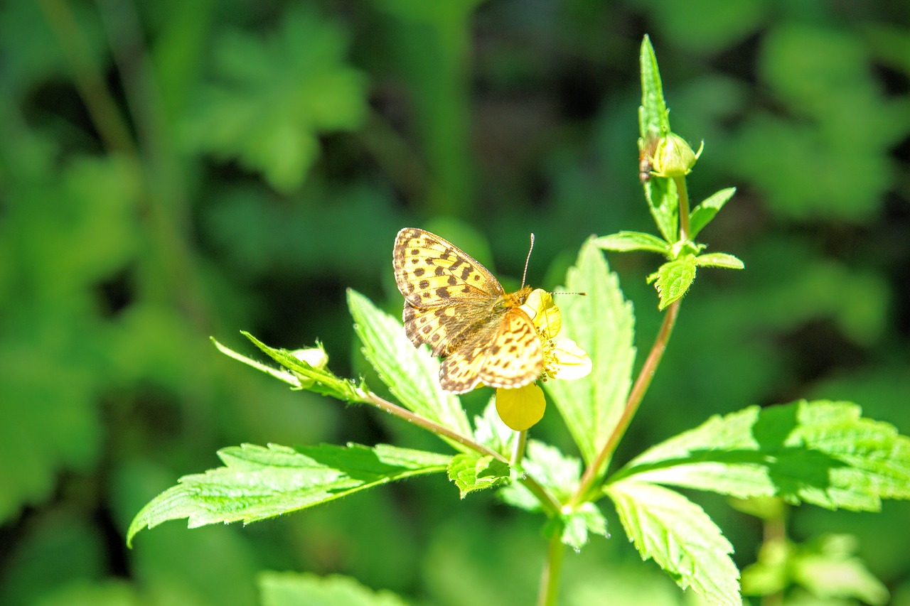 Drugelis, Fauna, Flora, Baikalės, Baikalas, Ežeras, Rusija, Uždaryti, Nemokamos Nuotraukos,  Nemokama Licenzija