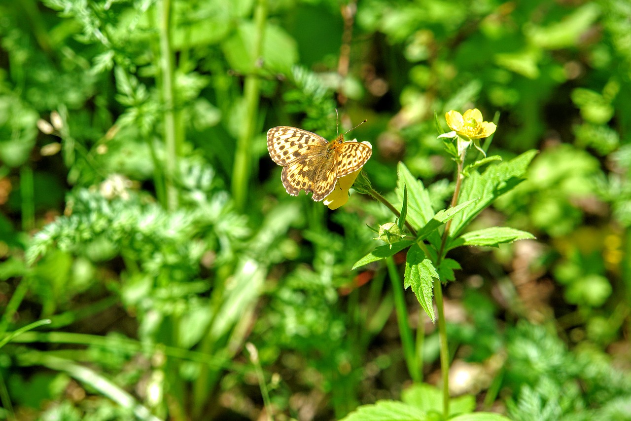 Drugelis, Fauna, Flora, Baikalės, Baikalas, Ežeras, Rusija, Uždaryti, Nemokamos Nuotraukos,  Nemokama Licenzija