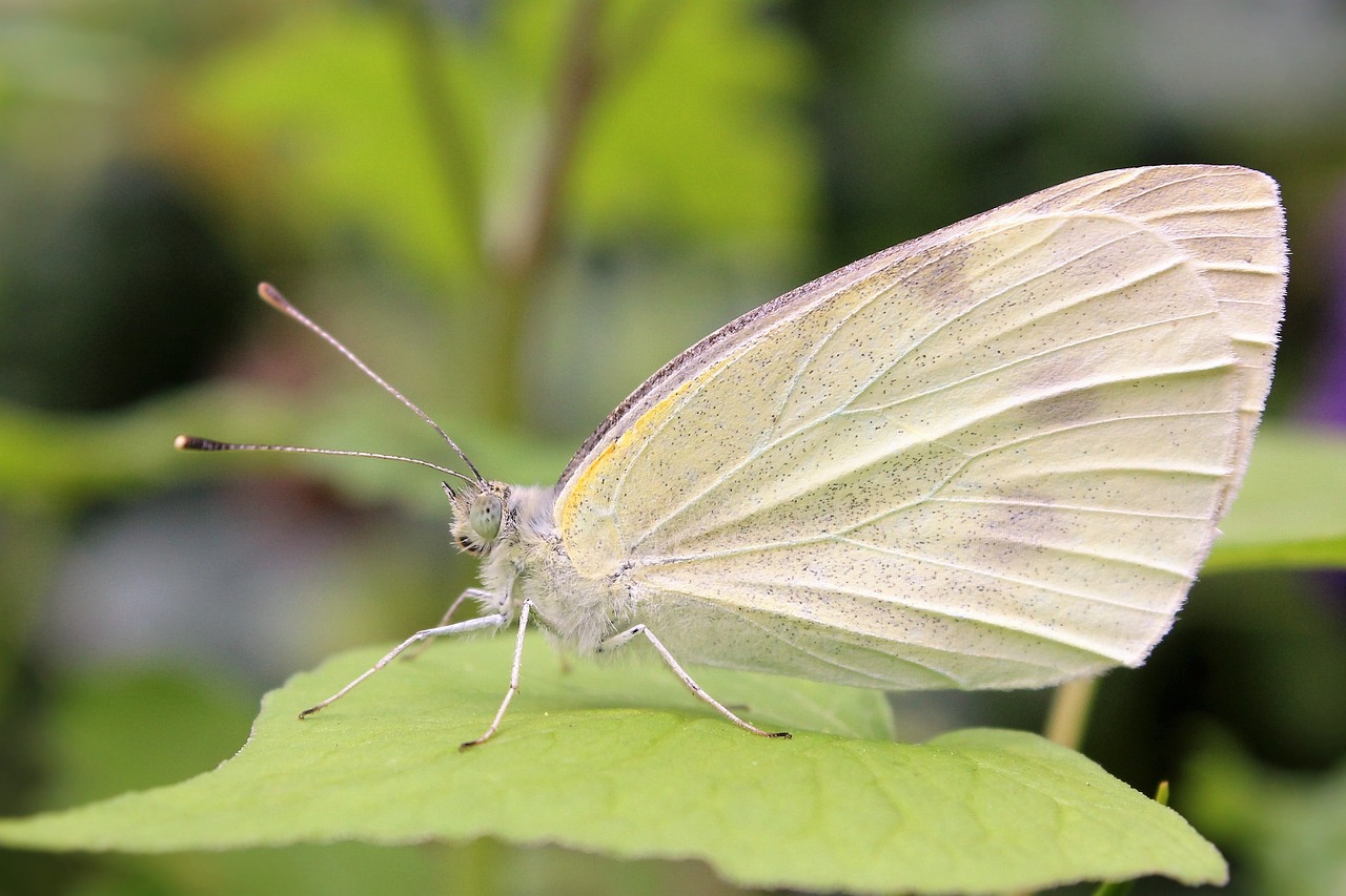 Drugelis, Gamta, Vabzdys, Sparnas, Sodas, Gyvūnas, Biologija, Skraidantis, Lepidoptera, Gyvenimas