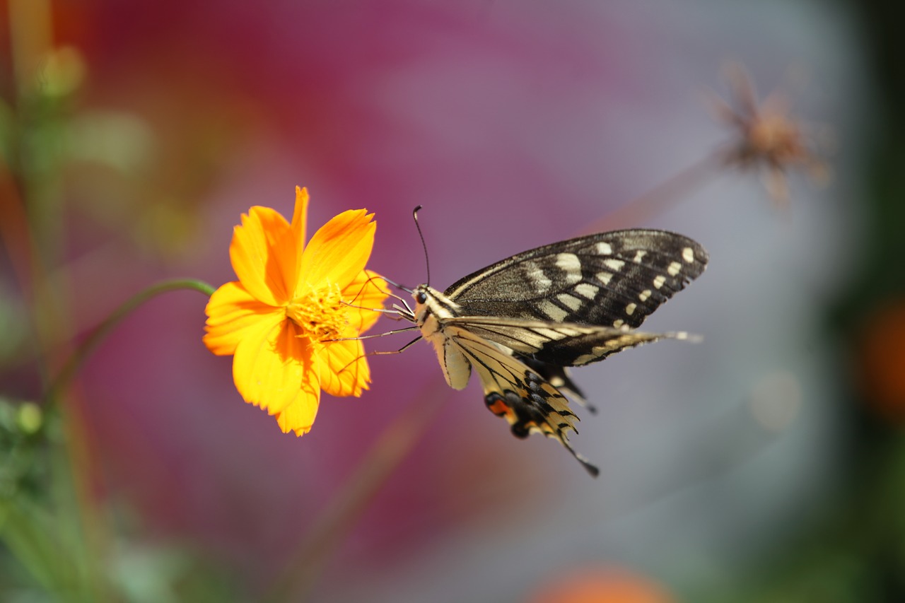 Drugelis, Swallowtail Drugelis, Gėlės Ir Drugelis, Nemokamos Nuotraukos,  Nemokama Licenzija