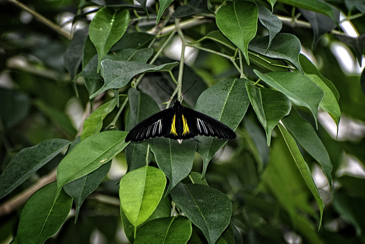 Drugelis, Troode, Rhadamantus, Drugys, Philipines, Nemokamos Nuotraukos,  Nemokama Licenzija