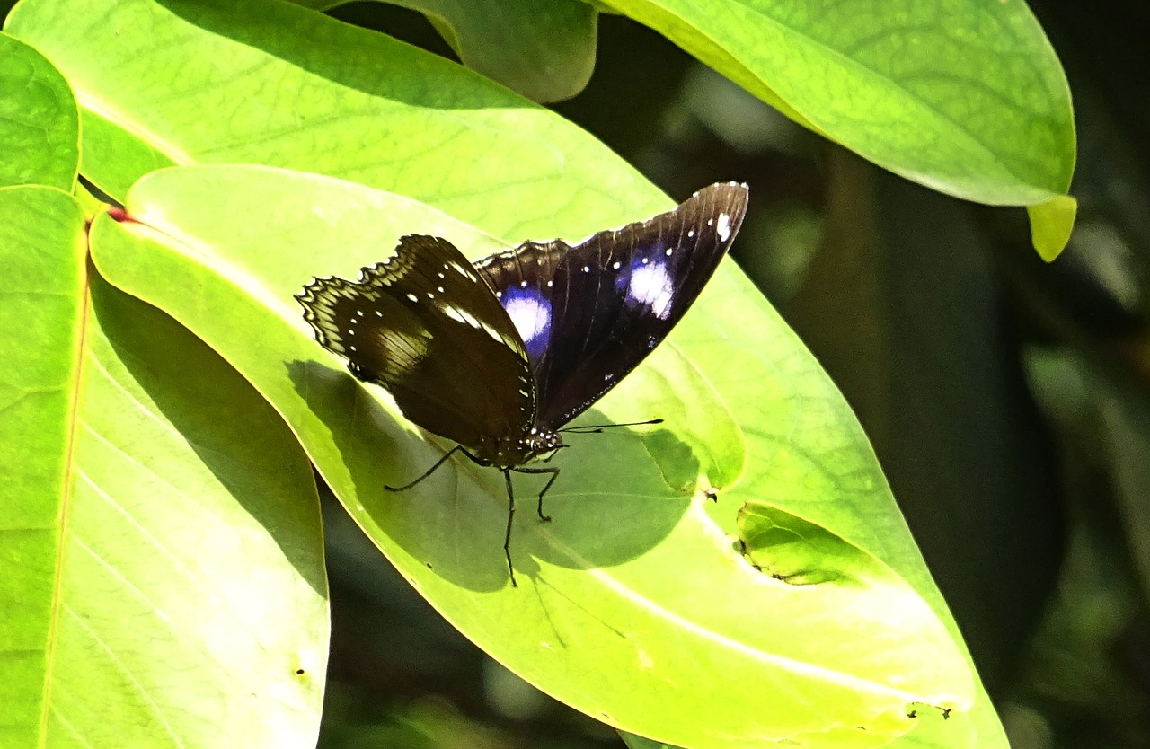 Drugelis, Danajų Kiaušinėlis, Imituoti, Diadem, Hipolimnas Misippus, Nymphalid, Vabzdys, Fauna, Dharwad, Indija