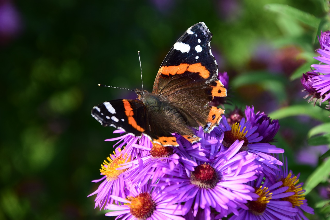 Aster, Drugelis, Žiedas, Žydėti, Vabzdys, Violetinė, Gėlė, Vasara, Gamta, Sodas