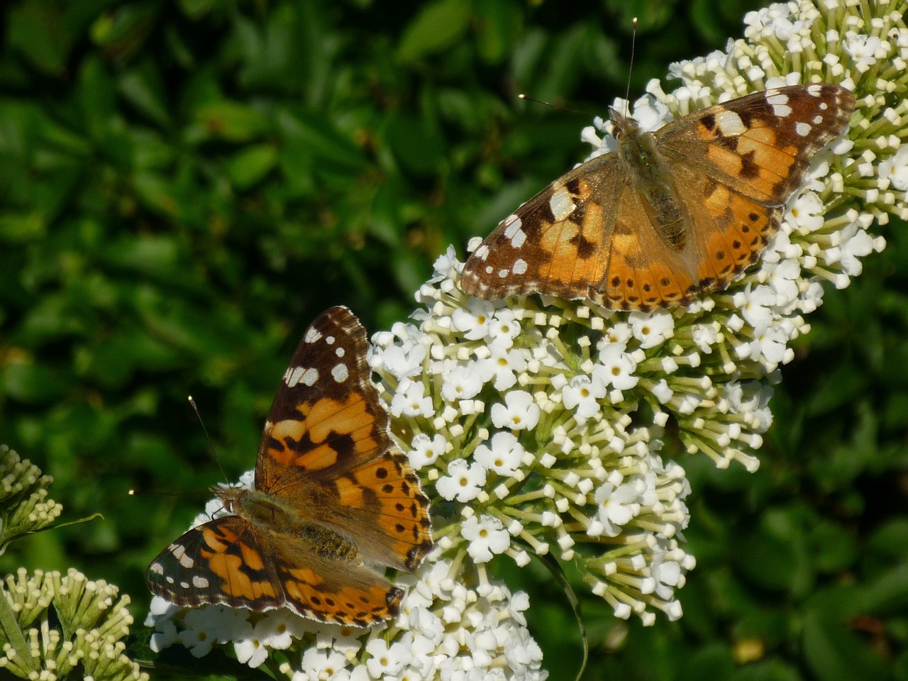 Drugelis, Sodas, Gamta, Vasara, Gyvūnas, Buddleja Davidii, Vabzdys, Gėlė, Alyva, Nemokamos Nuotraukos