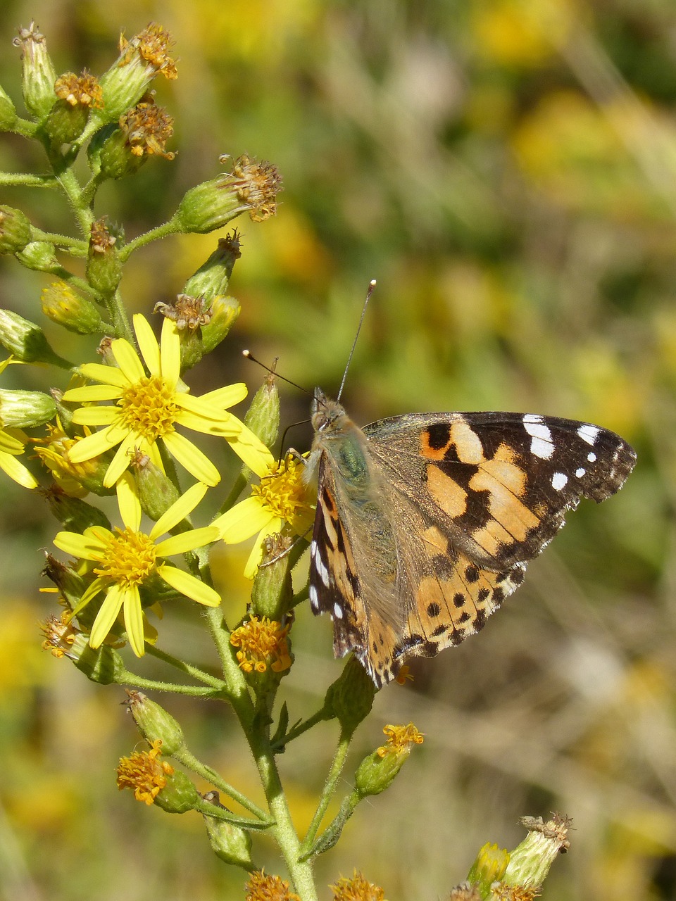 Drugelis, Vanessa Cardui, Vanesa Iš Barzdos, Migruojantys Dels Kortelės, Gėlių Libaras, Nemokamos Nuotraukos,  Nemokama Licenzija