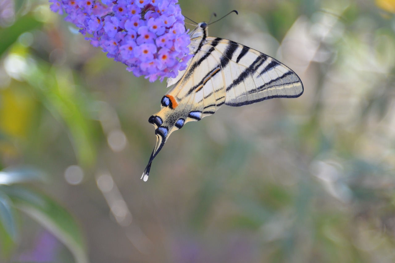 Drugelis, Tigrinis Popierius, Klaida, Gyvūnas, Drugelis Parkas, Gamta, Fauna, Gėlė, Spalva, Vabzdžiai