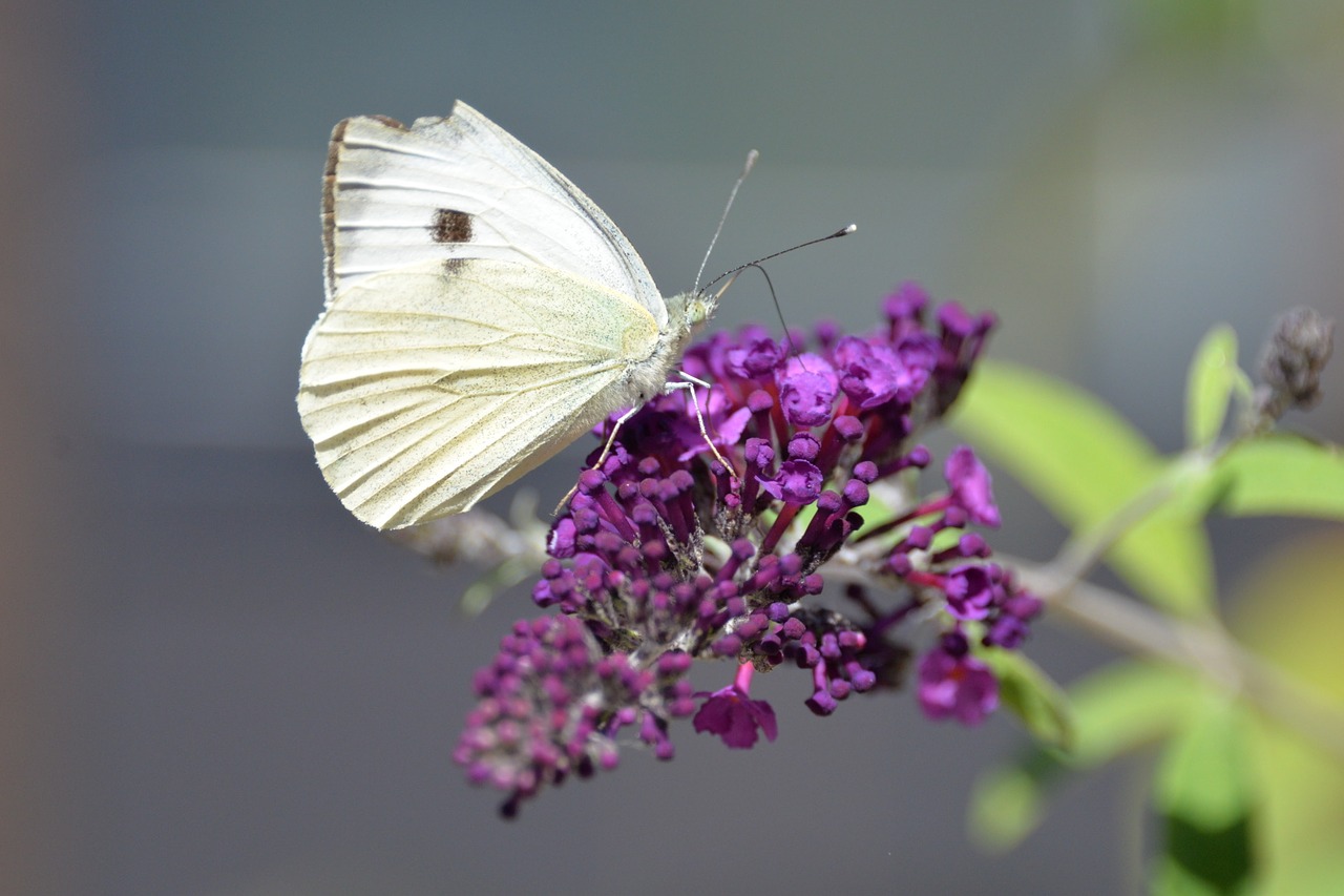 Drugelis, Tigrinis Popierius, Klaida, Gyvūnas, Drugelis Parkas, Gamta, Fauna, Gėlė, Spalva, Vabzdžiai