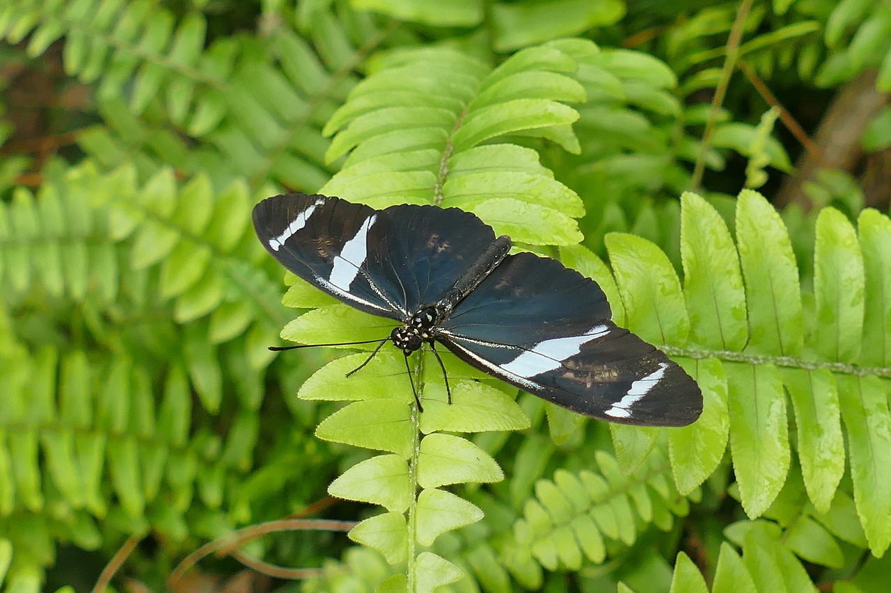 Drugelis, Juoda Ir Balta, Vabzdys, Gamta, Edelfalter, Atogrąžų Namas, Sparnas, Uždaryti, Padaras, Papartis