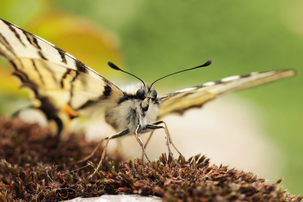 Drugelis, Nuryti Plekšnė, Gamta, Makro, Vabzdys, Nemokamos Nuotraukos,  Nemokama Licenzija