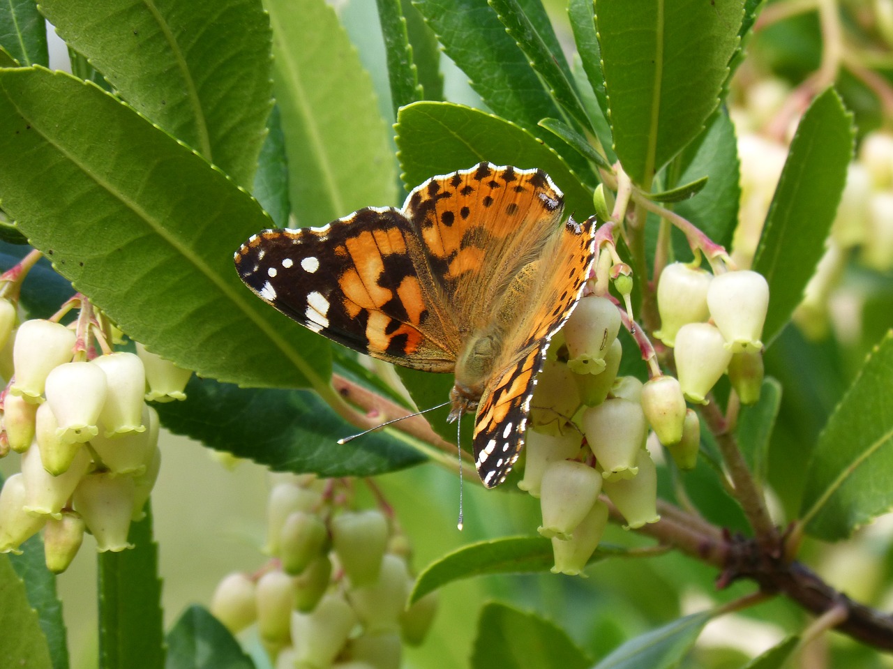 Drugelis, Libar, Arbutus Gėlė, Braškių Medis, Vanessa Cardui, Vanesa, Migruojantys Dels Kortelės, Nemokamos Nuotraukos,  Nemokama Licenzija