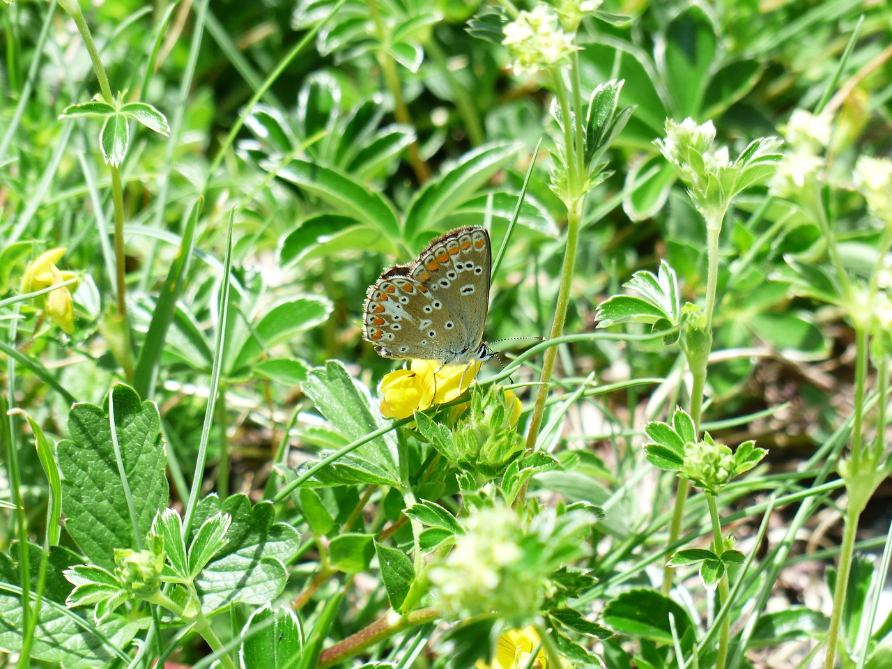 Drugelis, Raganos Mėlyna, Polyommatus Icarus, Drugeliai, Paprasta Mėlyna, Lycaenidae, Bendras Blauzis, Mėlynas, Mėlynas Atspalvis, Sparnas