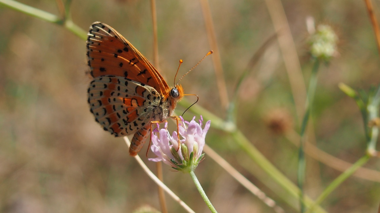 Drugelis, Makro, Gamta, Provence, Nemokamos Nuotraukos,  Nemokama Licenzija