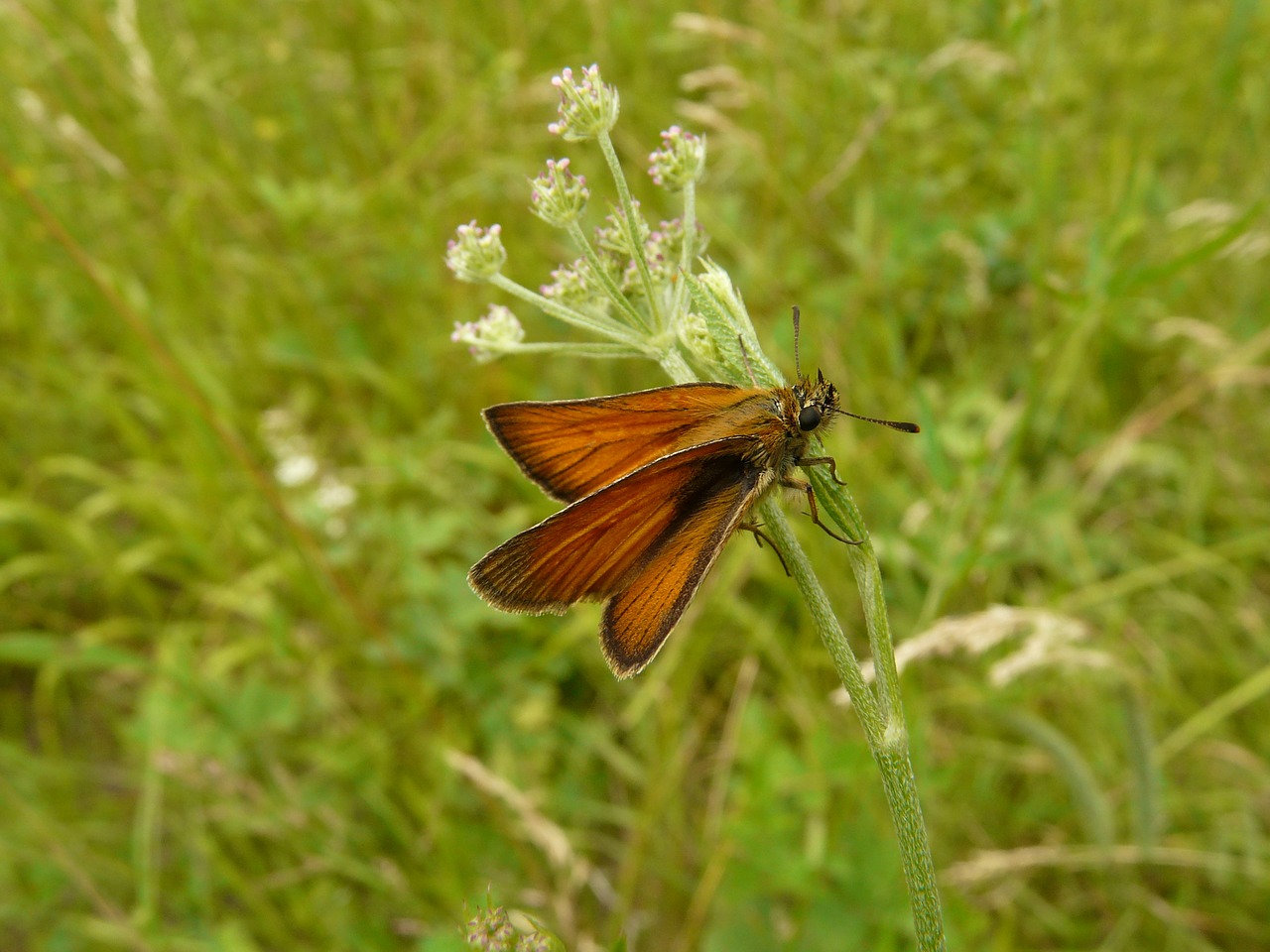 Drugelis, Ruda, Vabzdys, Gamta, Fauna, Nariuotakojų, Nemokamos Nuotraukos,  Nemokama Licenzija