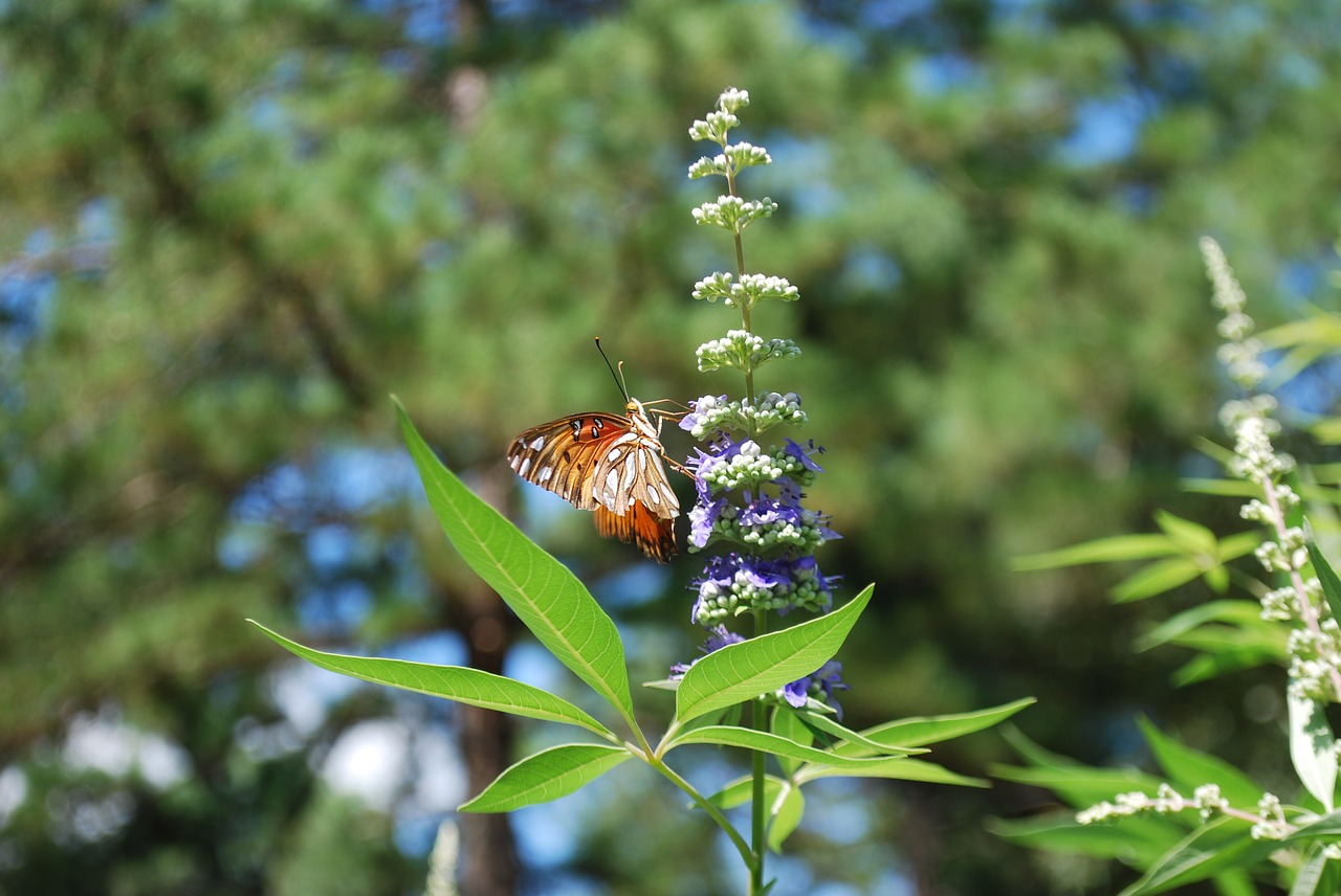 Drugelis, Vitex, Kvailas, Medis, Lapai, Gėlė, Texas, Violetinė, Nemokamos Nuotraukos,  Nemokama Licenzija