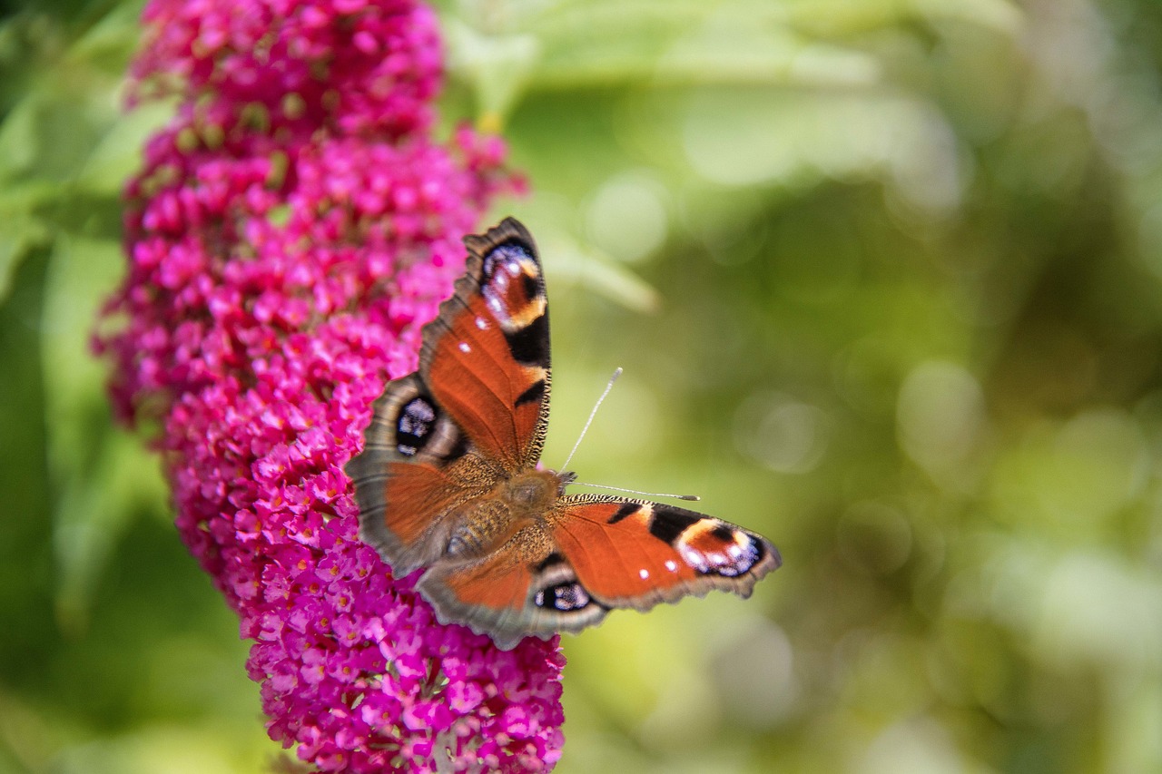 Drugelis, Vabzdžiai, Spalva, Vabzdys, Drugeliai, Makro, Lepidoptera, Ali, Skristi, Gėlė