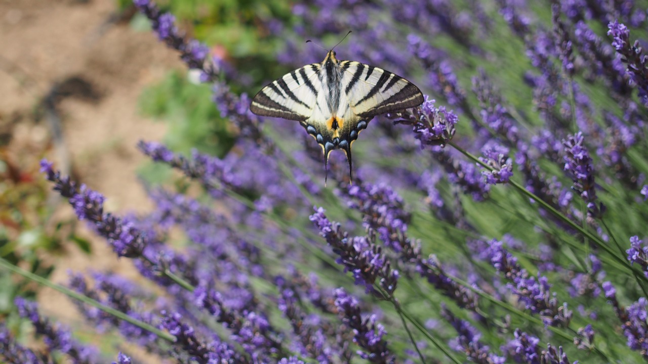 Drugelis, Levanda, Gamta, Provence, Nemokamos Nuotraukos,  Nemokama Licenzija